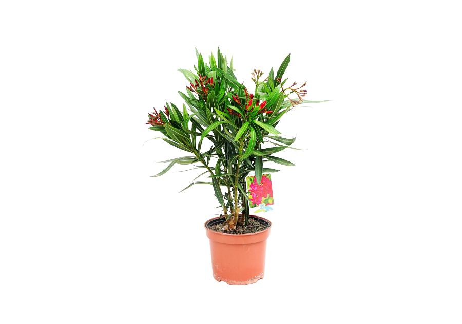 Zdjęcie: Oleander mix kolorów 4FLOWER