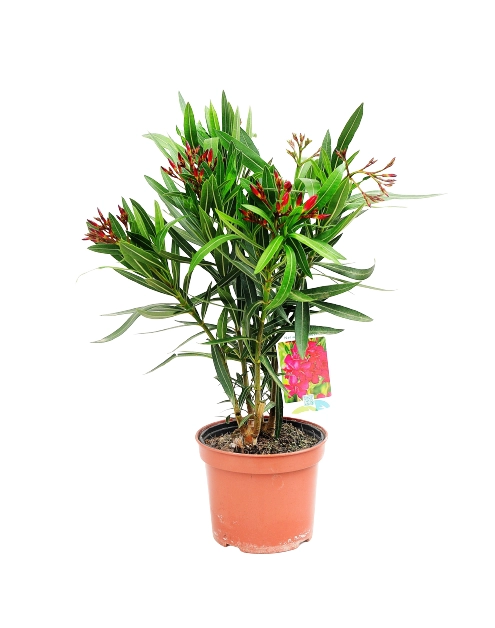 Zdjęcie: Oleander mix kolorów 4FLOWER