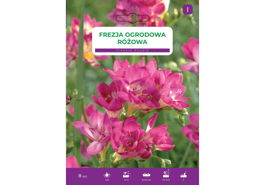 Zdjęcie: Frezja ogrodowa różowa LEGUTKO