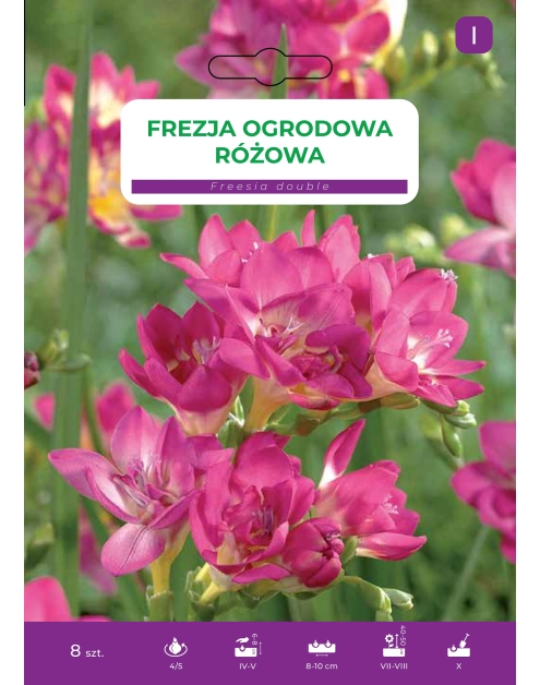 Zdjęcie: Frezja ogrodowa różowa LEGUTKO