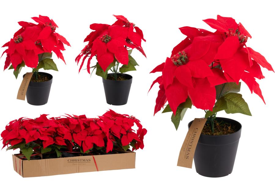 Zdjęcie: Gwiazda Betlejemska 30 cm KOOPMAN