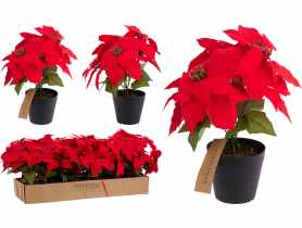 Gwiazda Betlejemska 30 cm KOOPMAN