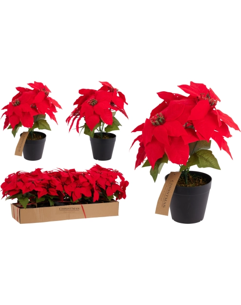 Zdjęcie: Gwiazda Betlejemska 30 cm KOOPMAN