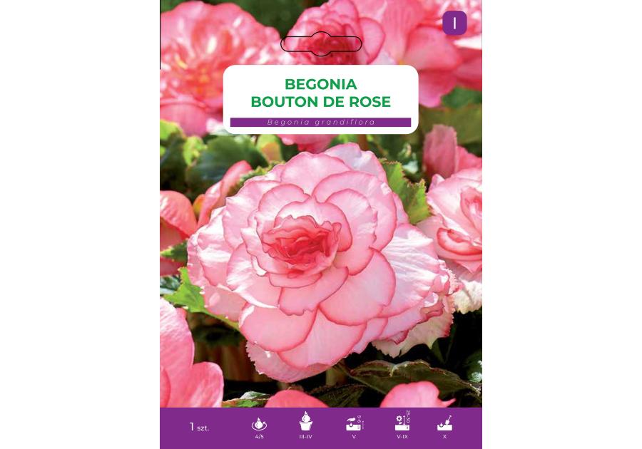 Zdjęcie: Begonia bulwiasta Bouton De Rose LEGUTKO