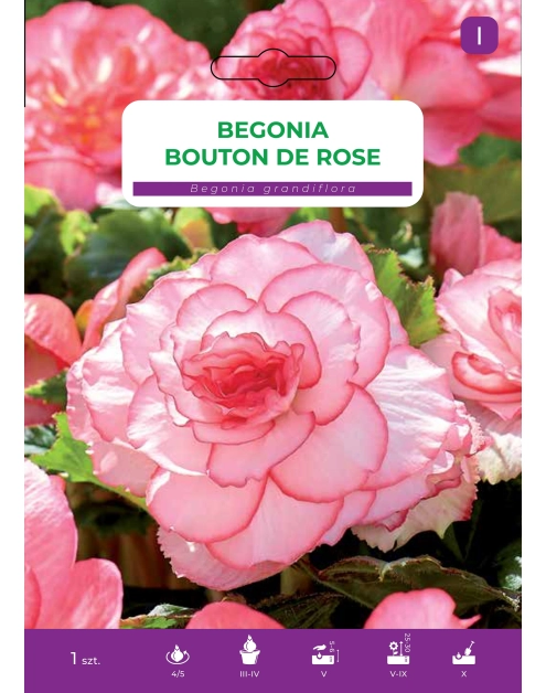Zdjęcie: Begonia bulwiasta Bouton De Rose LEGUTKO