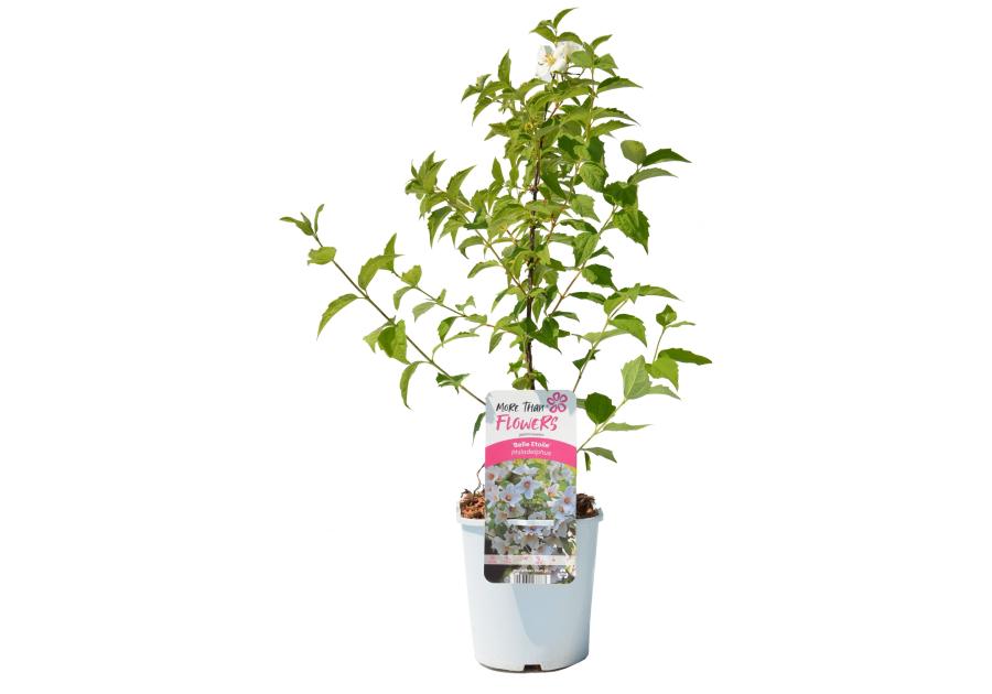 Zdjęcie: Jaśminowiec wonny C2 CLEMATIS