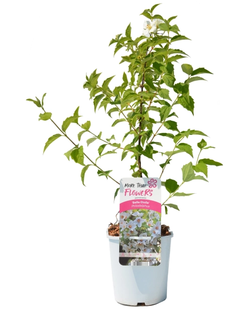 Zdjęcie: Jaśminowiec wonny C2 CLEMATIS