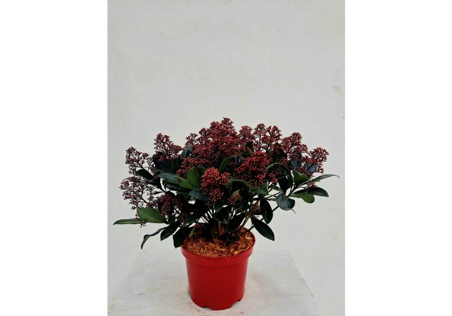 Zdjęcie: Skimia japońska Rubella ŁAZUCCY