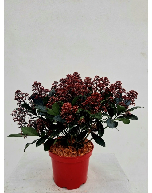 Zdjęcie: Skimia japońska Rubella ŁAZUCCY