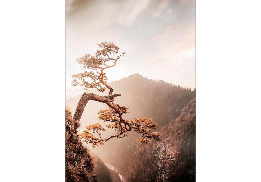 Zdjęcie: Obraz Glasspik 50x70 cm Brown tree STYLER