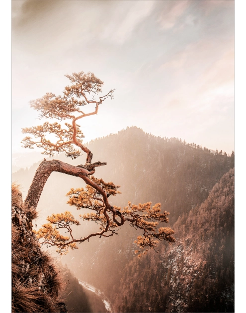 Zdjęcie: Obraz Glasspik 50x70 cm Brown tree STYLER