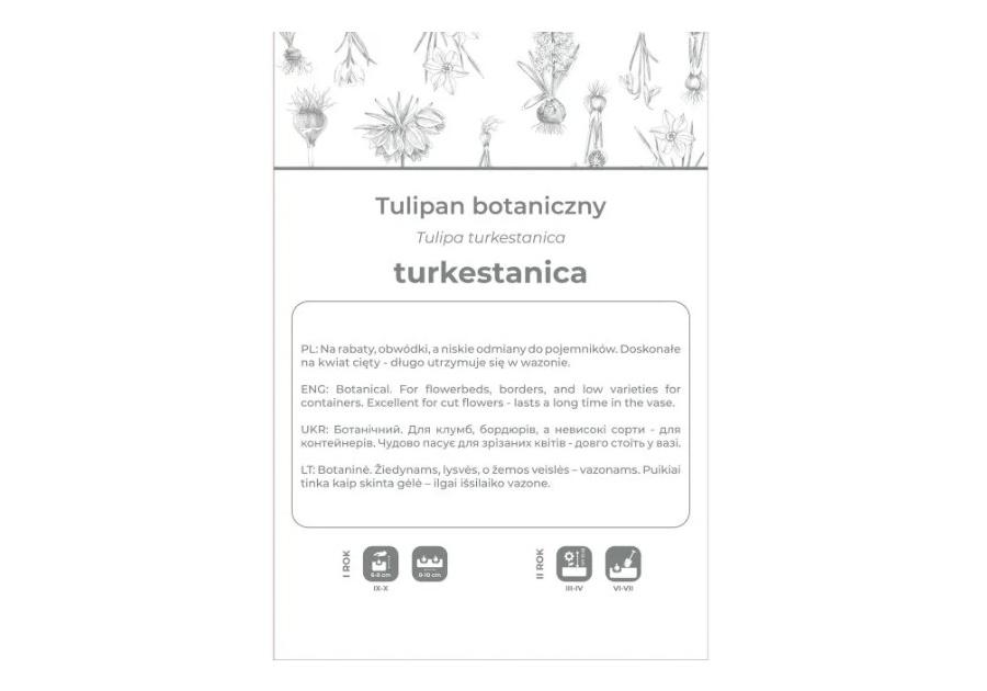 Zdjęcie: Tulipan turkestanica żółto-biały 5 sztuk W.LEGUTKO