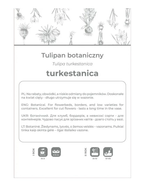 Zdjęcie: Tulipan turkestanica żółto-biały 5 sztuk W.LEGUTKO