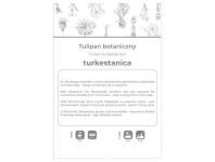 Zdjęcie: Tulipan turkestanica żółto-biały 5 sztuk W.LEGUTKO