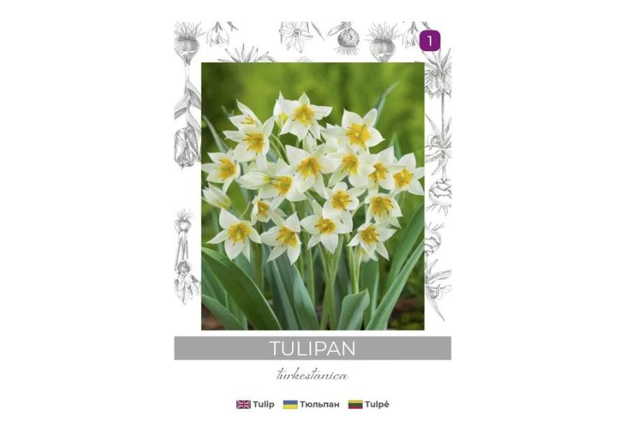 Zdjęcie: Tulipan turkestanica żółto-biały 5 sztuk W.LEGUTKO