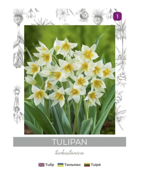 Zdjęcie: Tulipan turkestanica żółto-biały 5 sztuk W.LEGUTKO