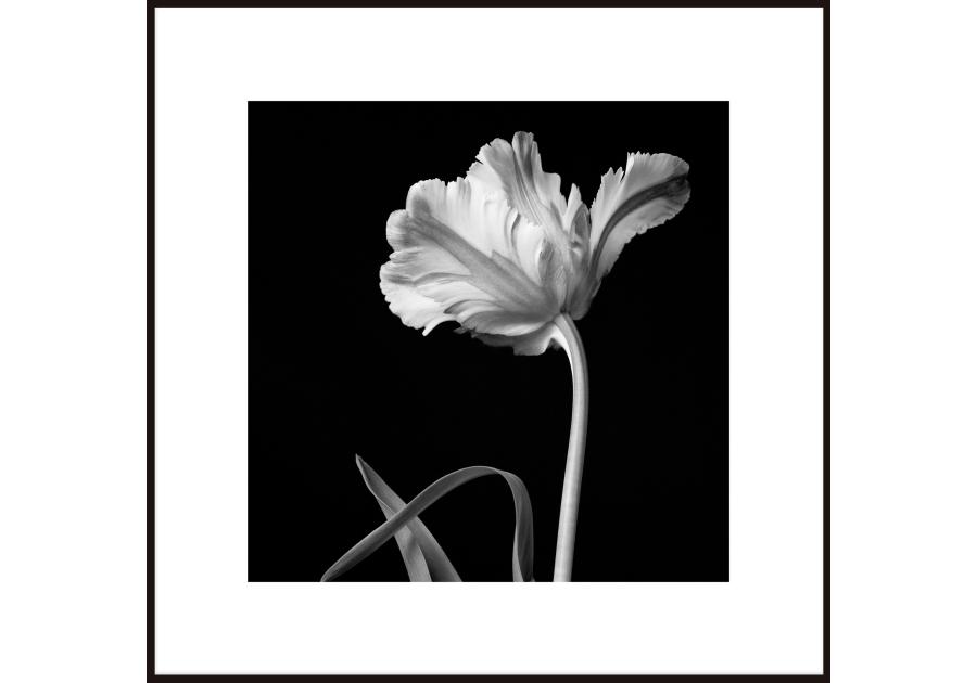 Zdjęcie: Obraz Artbox 50x50 cm Tulip STYLER