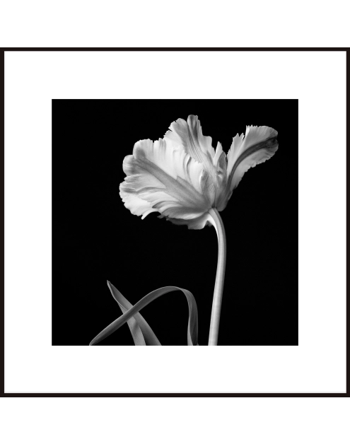 Zdjęcie: Obraz Artbox 50x50 cm Tulip STYLER