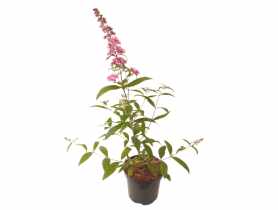 Buddleja Davidii Pink Delight ŁAZUCCY