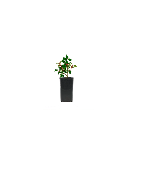 Zdjęcie: Krzew ozdobny Ostrokrzew GARTENLAND