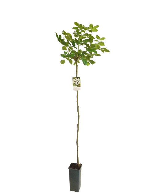 Zdjęcie: Róża pienna WP C2 GARTENLAND