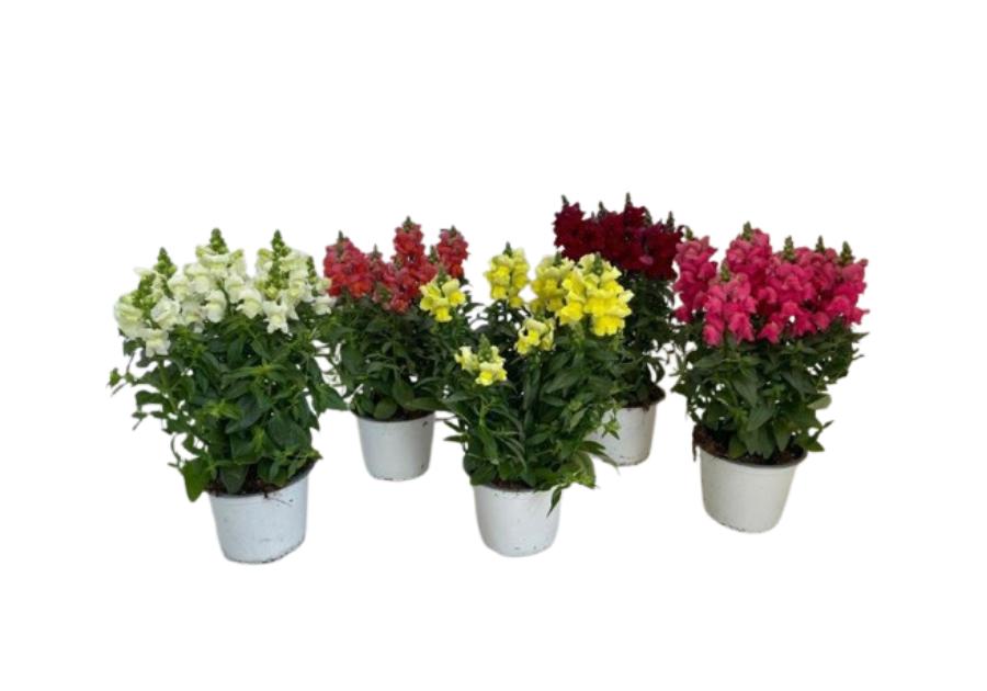 Zdjęcie: Kwiat doniczkowy Lwia Paszcza KAMA