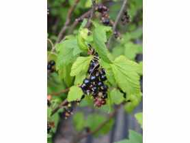 Porzeczka czarna C2 CLEMATIS