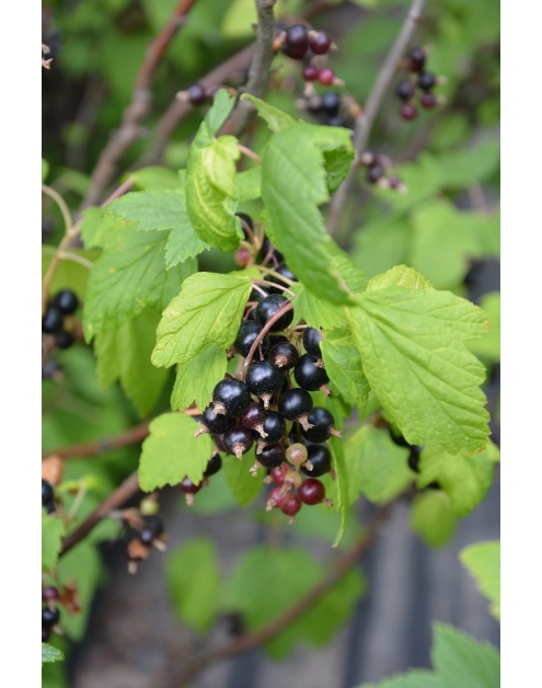 Zdjęcie: Porzeczka czarna C2 CLEMATIS