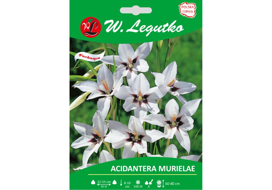 Zdjęcie: Acidantera dwubarwna Murielae seria tradycyjna W.LEGUTKO