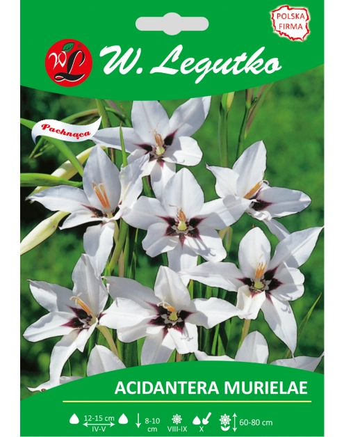 Zdjęcie: Acidantera dwubarwna Murielae seria tradycyjna W.LEGUTKO