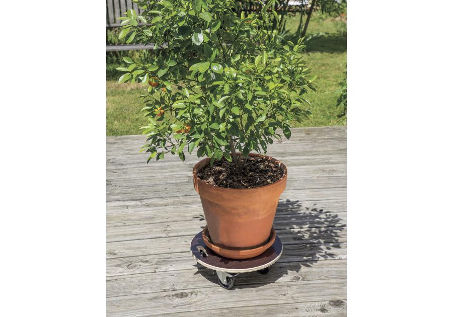Zdjęcie: Podstawka na kółkach do doniczek Flora Roll Strong, fi40 cm, FSC-FR, brązowy NORTENE