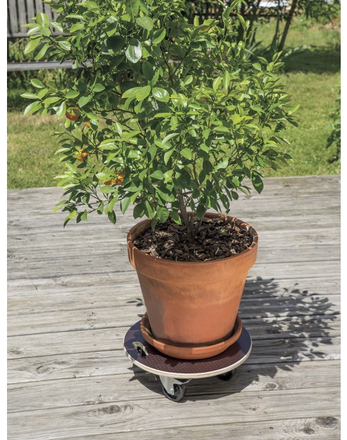 Zdjęcie: Podstawka na kółkach do doniczek Flora Roll Strong, fi40 cm, FSC-FR, brązowy NORTENE