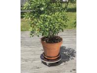 Zdjęcie: Podstawka na kółkach do doniczek Flora Roll Strong, fi40 cm, FSC-FR, brązowy NORTENE