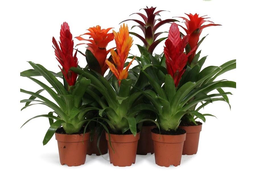 Zdjęcie: Bromelia KAMA MAŚLANKIEWICZ