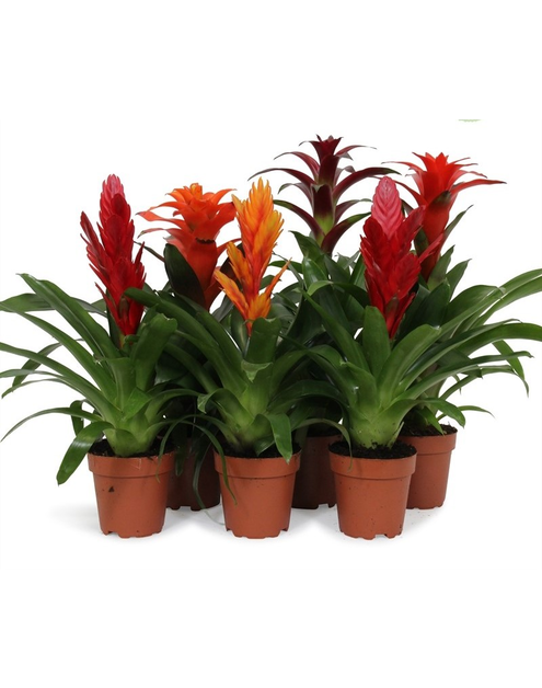 Zdjęcie: Bromelia KAMA MAŚLANKIEWICZ