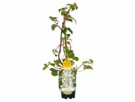 Hortensja pnąca biała GARTENLAND