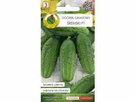 Ogórek gruntowy Śremski F1, 1,5 g PNOS