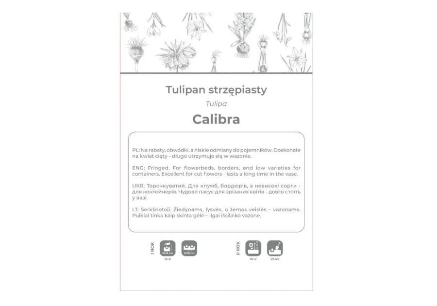 Zdjęcie: Tulipan Calibra czerwony 3 sztuki W.LEGUTKO
