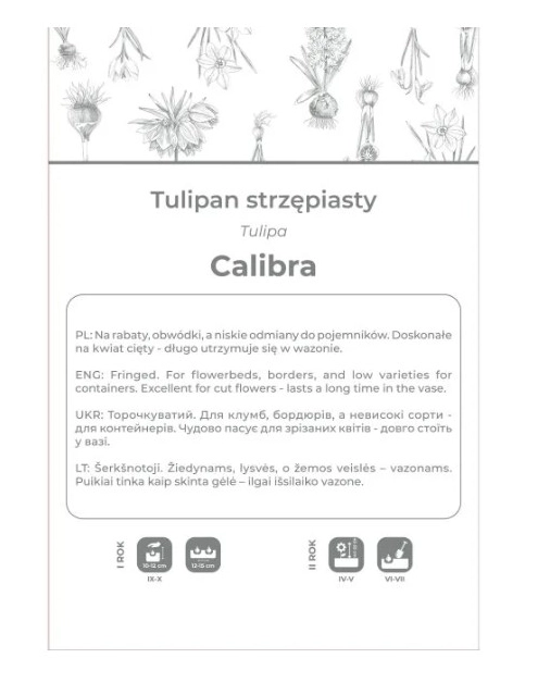 Zdjęcie: Tulipan Calibra czerwony 3 sztuki W.LEGUTKO