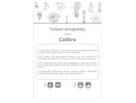 Zdjęcie: Tulipan Calibra czerwony 3 sztuki W.LEGUTKO