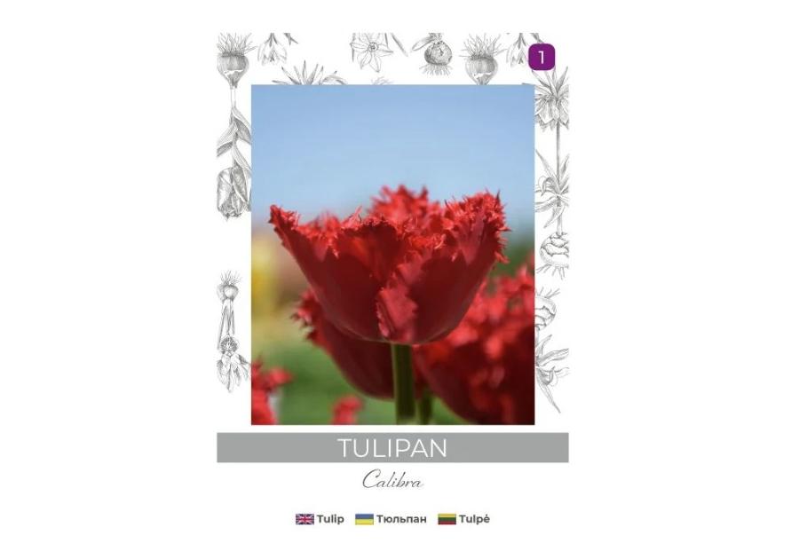 Zdjęcie: Tulipan Calibra czerwony 3 sztuki W.LEGUTKO