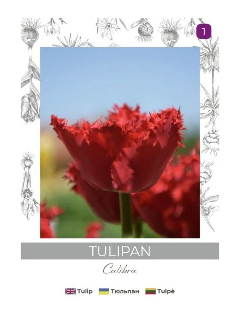 Zdjęcie: Tulipan Calibra czerwony 3 sztuki W.LEGUTKO