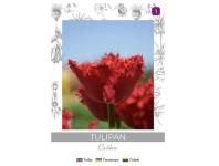 Zdjęcie: Tulipan Calibra czerwony 3 sztuki W.LEGUTKO