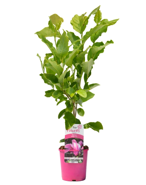 Zdjęcie: Magnolia CLEMATIS