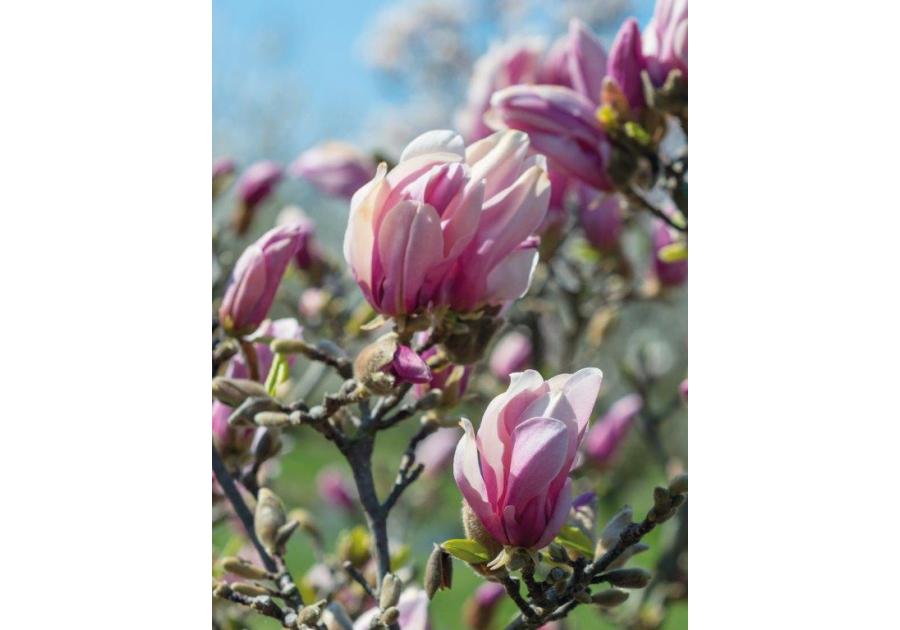 Zdjęcie: Magnolia CLEMATIS