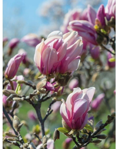 Zdjęcie: Magnolia CLEMATIS