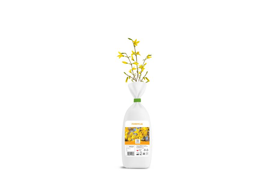 Zdjęcie: Forsycja sadzonka DIPLANTS