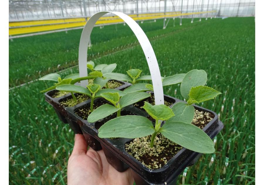 Zdjęcie: Ogórek mix odmian 10 szt. 4 FLOWER