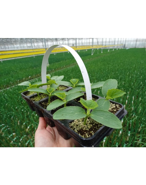 Zdjęcie: Ogórek mix odmian 10 szt. 4 FLOWER