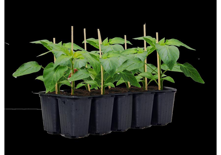 Zdjęcie: Sadzonki papryki słodkiej mix odmian 10 szt. 4 FLOWER